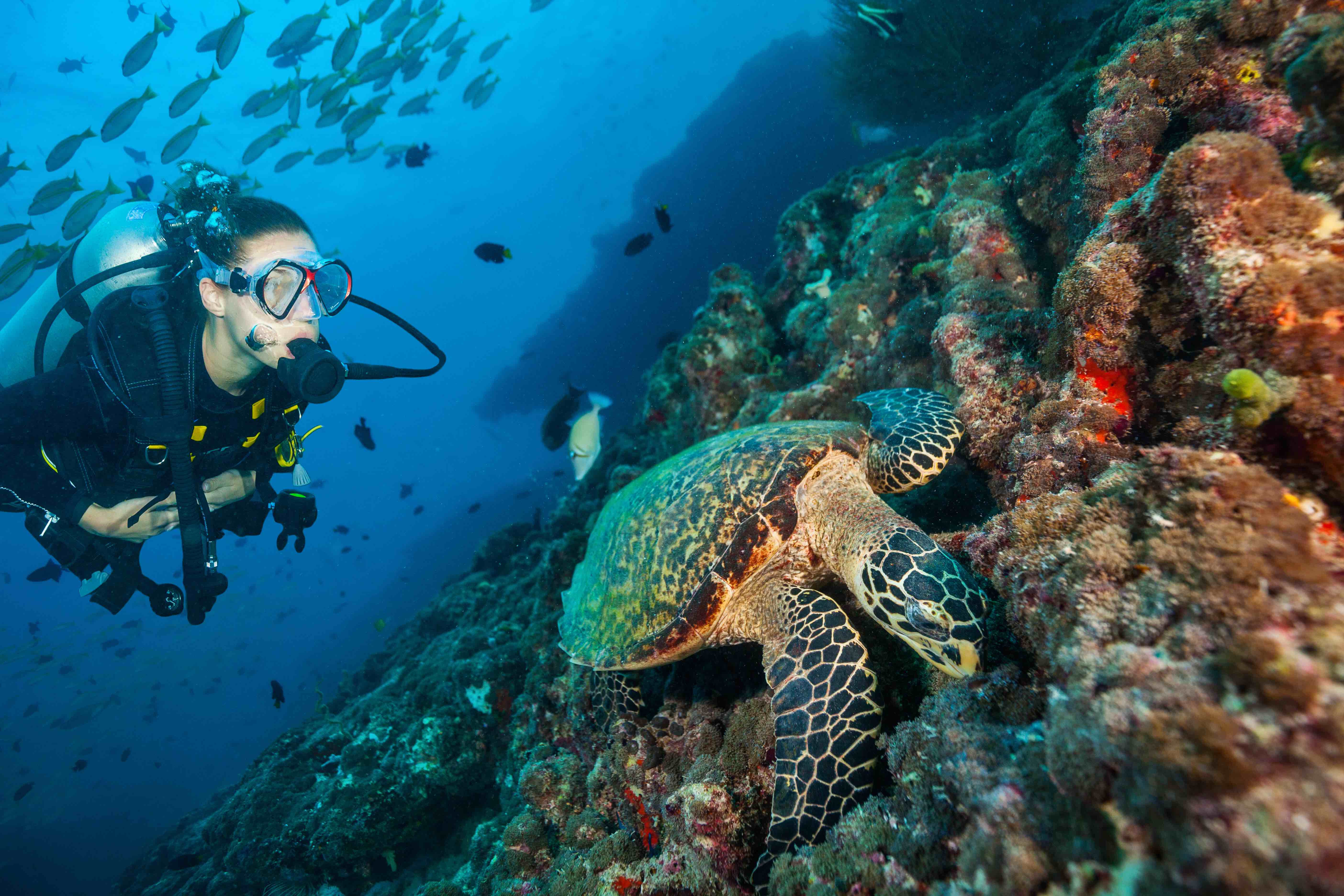 La bronzette, ça va deux minutes ! Cet été, vous avez envie d’un peu plus d’action. Alors, pourquoi ne pas tester un baptême de plongée sous-marine ?
