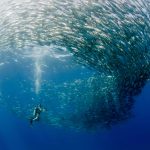 La bronzette, ça va deux minutes ! Cet été, vous avez envie d’un peu plus d’action. Alors, pourquoi ne pas tester un baptême de plongée sous-marine ?