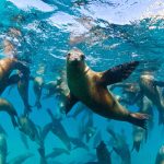 La bronzette, ça va deux minutes ! Cet été, vous avez envie d’un peu plus d’action. Alors, pourquoi ne pas tester un baptême de plongée sous-marine ?