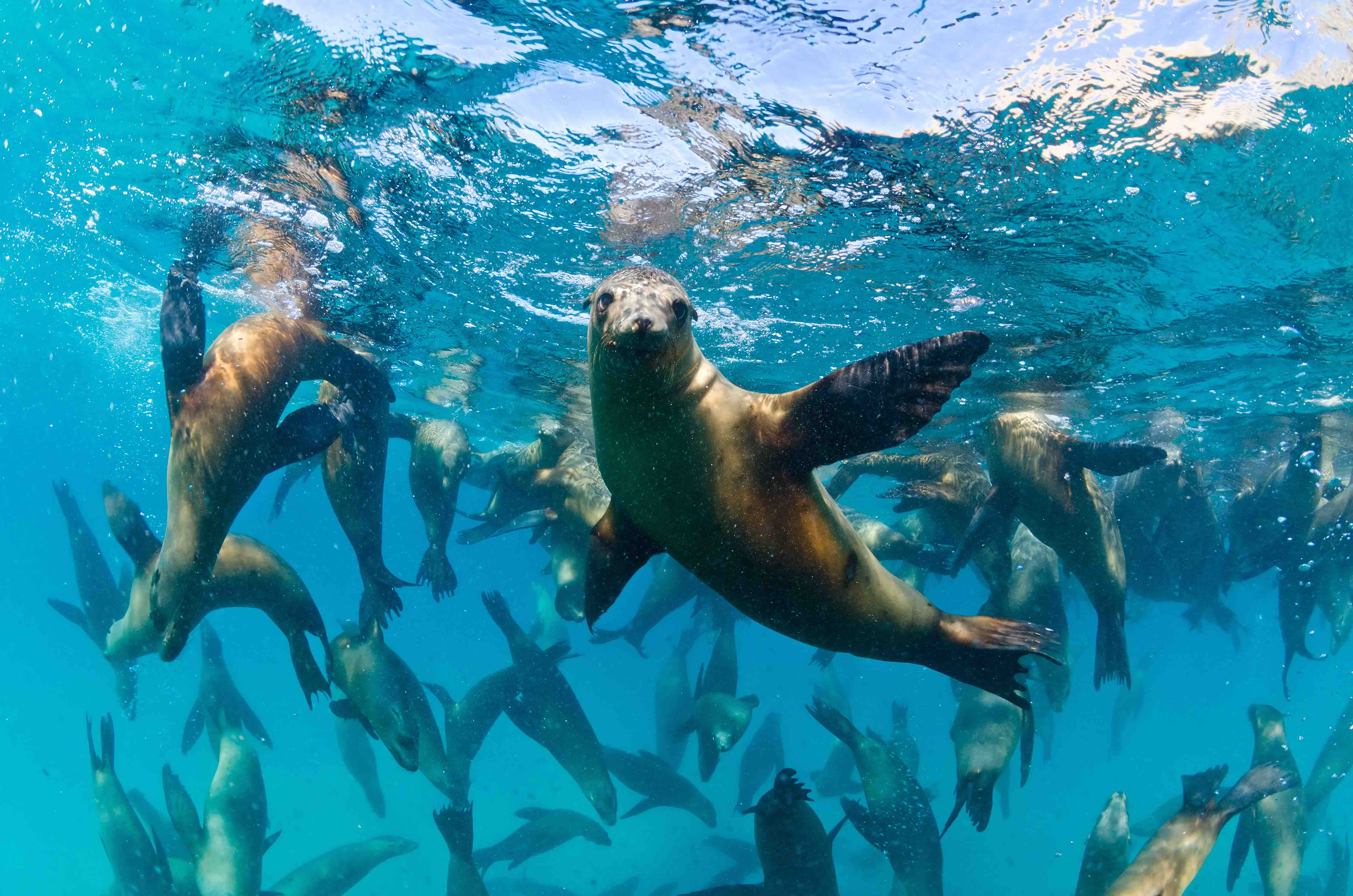 La bronzette, ça va deux minutes ! Cet été, vous avez envie d’un peu plus d’action. Alors, pourquoi ne pas tester un baptême de plongée sous-marine ?
