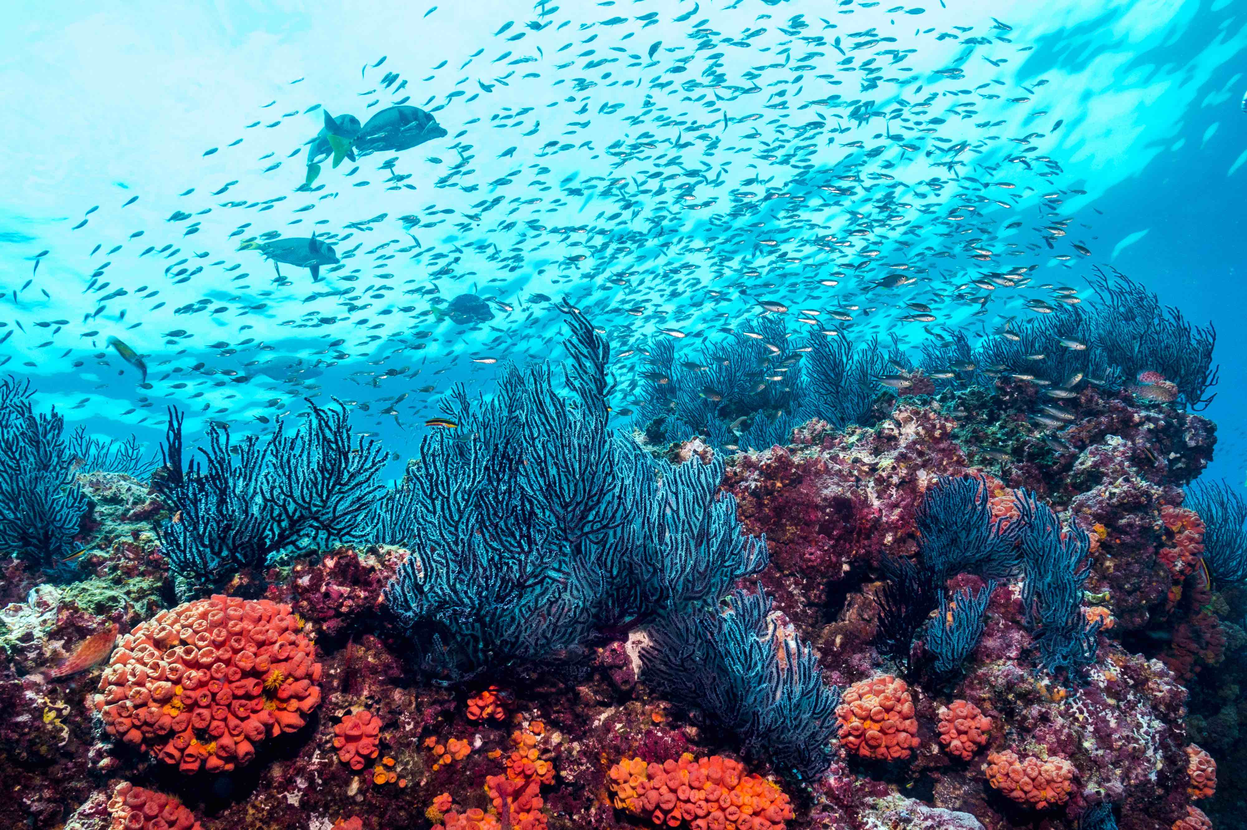 La bronzette, ça va deux minutes ! Cet été, vous avez envie d’un peu plus d’action. Alors, pourquoi ne pas tester un baptême de plongée sous-marine ?