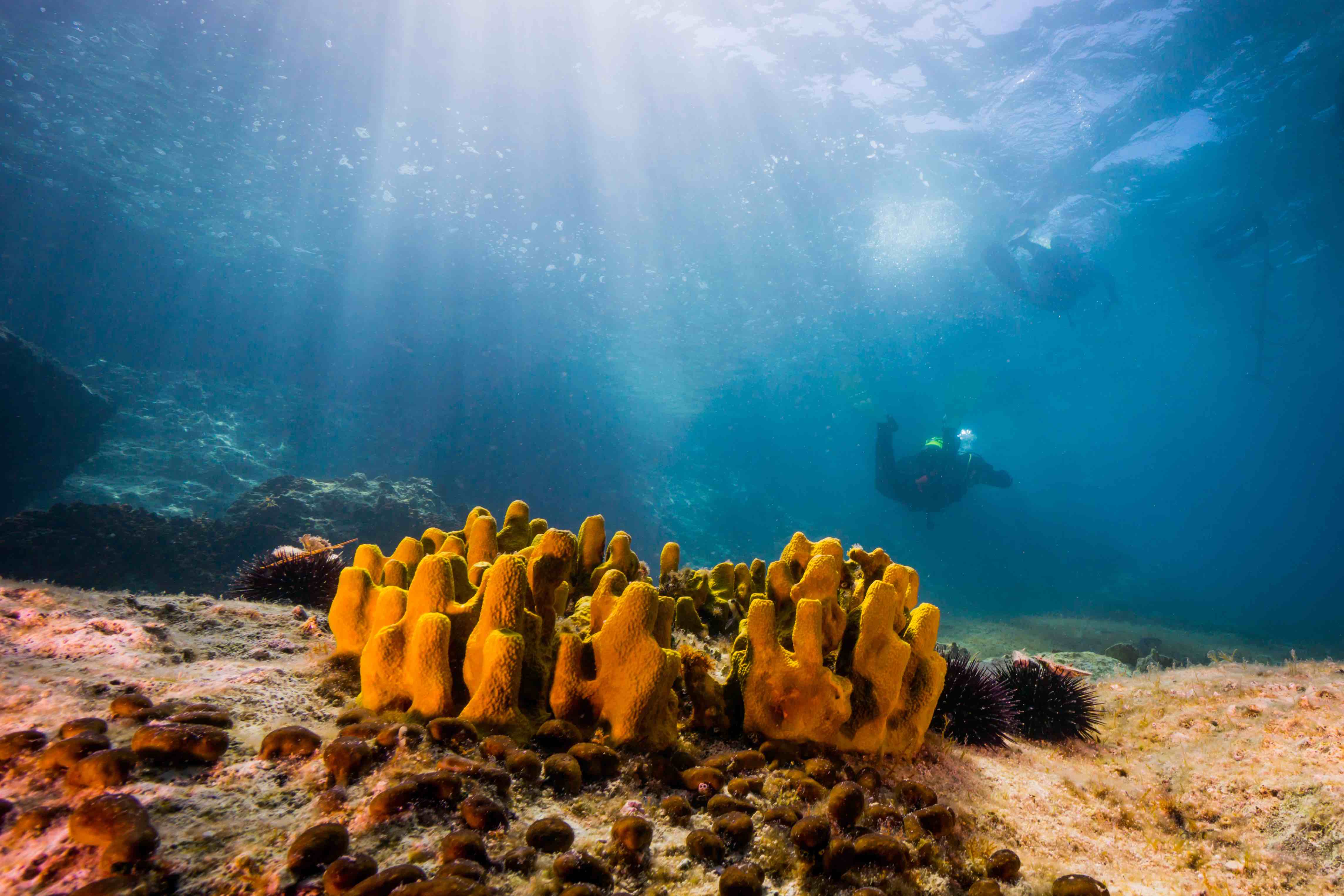 La bronzette, ça va deux minutes ! Cet été, vous avez envie d’un peu plus d’action. Alors, pourquoi ne pas tester un baptême de plongée sous-marine ?