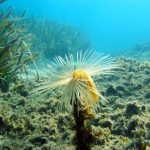 La bronzette, ça va deux minutes ! Cet été, vous avez envie d’un peu plus d’action. Alors, pourquoi ne pas tester un baptême de plongée sous-marine ?