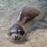 La bronzette, ça va deux minutes ! Cet été, vous avez envie d’un peu plus d’action. Alors, pourquoi ne pas tester un baptême de plongée sous-marine ?