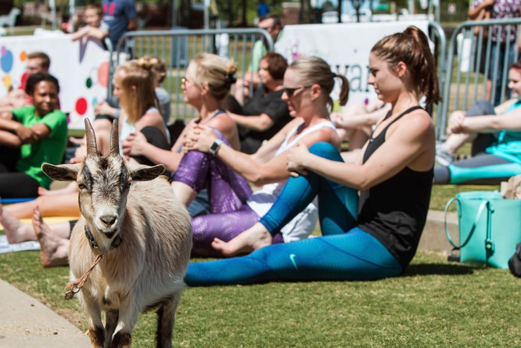 Du yoga chèvre au yoga nu, en passant par le drunk yoga, voici une sélection des disciplines dérivées du yoga les plus dingues et originales qui soient !