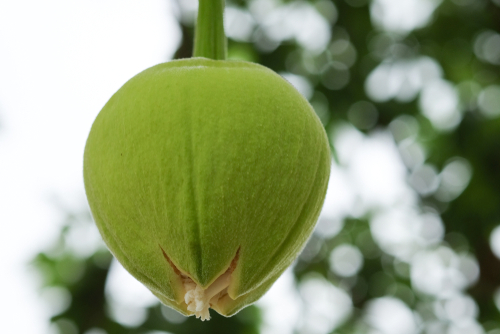 fruit du baobab