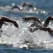 Natation / Mondiaux – Report du 10 km féminin en eau lire à Singapour