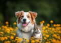 Sport & animaux – 7 chiens et chats qui ont marqué l’histoire